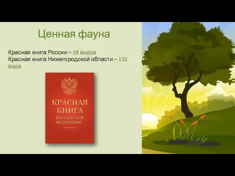 Ценная фауна Красная книга России – 28 видов Красная книга Нижегородской области – 132 вида