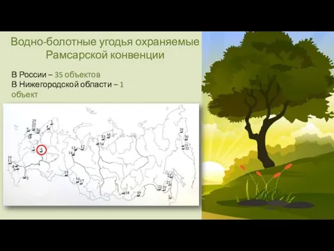 Водно-болотные угодья охраняемые Рамсарской конвенции В России – 35 объектов В Нижегородской области – 1 объект