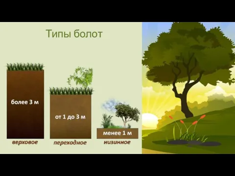 Типы болот