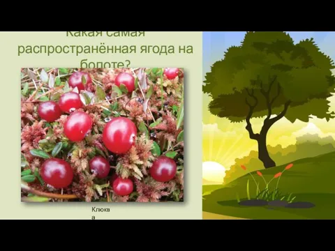 Какая самая распространённая ягода на болоте? Клюква
