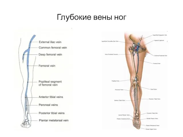 Глубокие вены ног