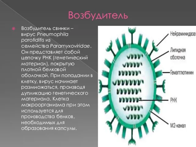 Возбудитель Возбудитель свинки – вирус Pneumophila parotiditis из семейства Paramyxoviridae. Он представляет