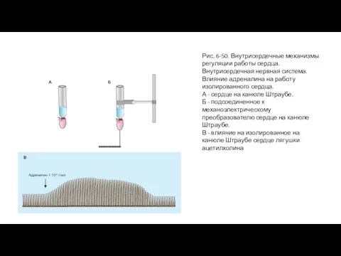 Рис. 6-50. Внутрисердечные механизмы регуляции работы сердца. Внутрисердечная нервная система. Влияние адреналина