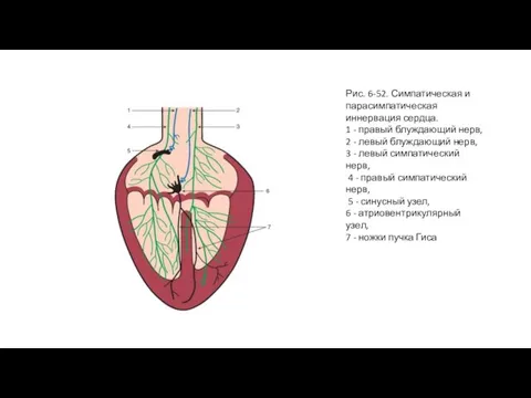 Рис. 6-52. Симпатическая и парасимпатическая иннервация сердца. 1 - правый блуждающий нерв,