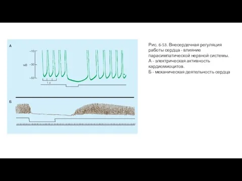 Рис. 6-53. Внесердечная регуляция работы сердца - влияние парасимпатической нервной системы. А