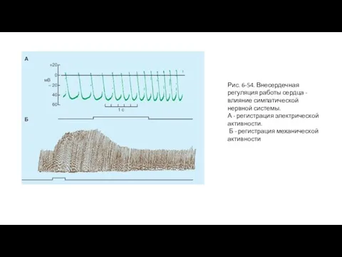 Рис. 6-54. Внесердечная регуляция работы сердца - влияние симпатической нервной системы. А