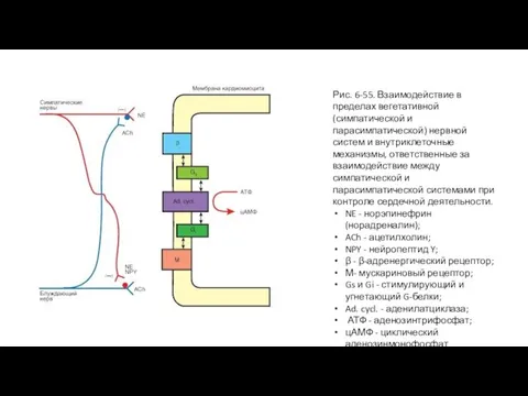Рис. 6-55. Взаимодействие в пределах вегетативной (симпатической и парасимпатической) нервной систем и