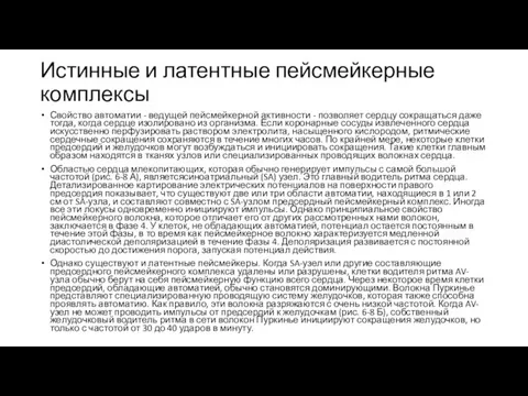 Истинные и латентные пейсмейкерные комплексы Свойство автоматии - ведущей пейсмейкерной активности -