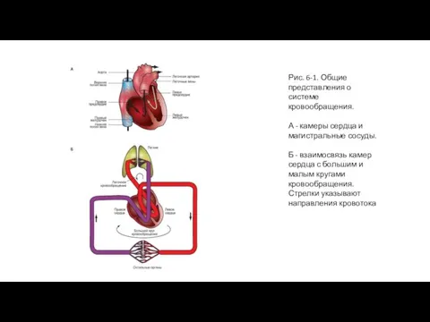 Рис. 6-1. Общие представления о системе кровообращения. А - камеры сердца и