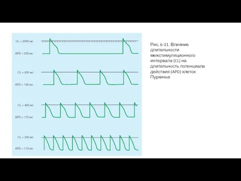 Рис. 6-11. Влияние длительности межстимуляционного интервала (CL) на длительность потенциала действия (APD) клеток Пуркинье