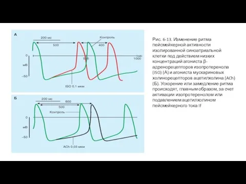 Рис. 6-13. Изменение ритма пейсмейкерной активности изолированной синоатриальной клетки под действием низких