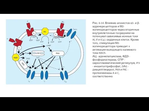 Рис. 6-14. Влияние агонистов α1- и β-адренорецепторов и М2-холинорецепторов через вторичные внутриклеточные