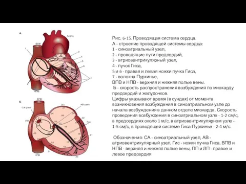 Рис. 6-15. Проводящая система сердца. А - строение проводящей системы сердца: 1