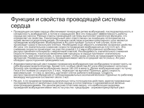 Функции и свойства проводящей системы сердца Проводящая система сердца обеспечивает генерацию ритма