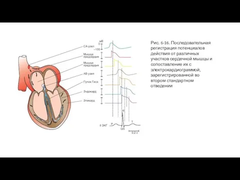 Рис. 6-16. Последовательная регистрация потенциалов действия от различных участков сердечной мышцы и