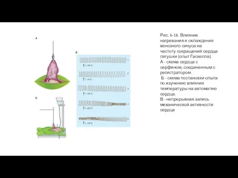 Рис. 6-18. Влияние нагревания и охлаждения венозного синуса на частоту сокращений сердца