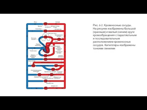 Рис. 6-2. Кровеносные сосуды. На рисунке изображены большой (красным) и малый (синим)