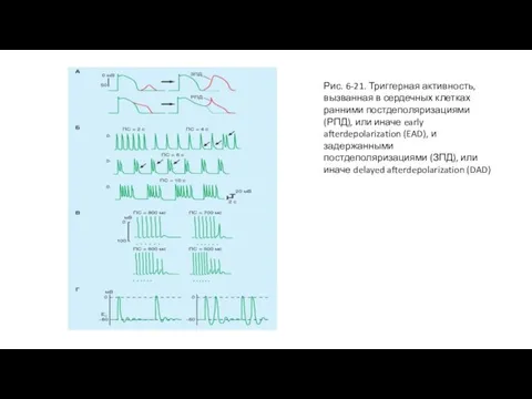 Рис. 6-21. Триггерная активность, вызванная в сердечных клетках ранними постдеполяризациями (РПД), или