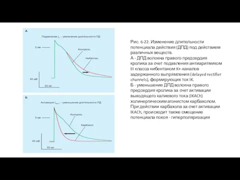 Рис. 6-22. Изменение длительности потенциала действия (ДПД) под действием различных веществ. А