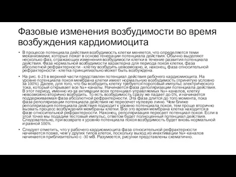 Фазовые изменения возбудимости во время возбуждения кардиомиоцита В процессе потенциала действия возбудимость