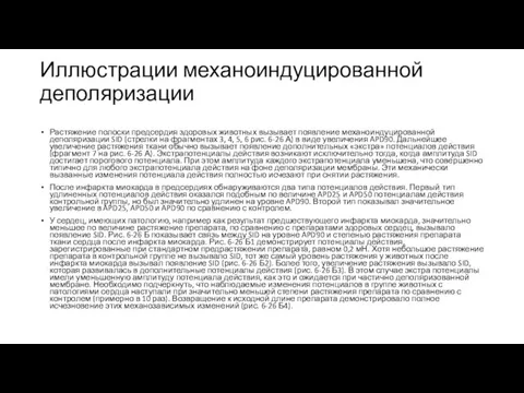 Иллюстрации механоиндуцированной деполяризации Растяжение полоски предсердия здоровых животных вызывает появление механоиндуцированной деполяризации