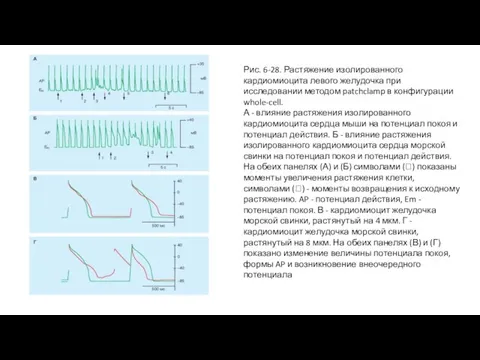 Рис. 6-28. Растяжение изолированного кардиомиоцита левого желудочка при исследовании методом patchclamp в