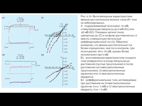 Рис. 6-29. Вольтамперные характеристики механочувствительных ионных токов (К+ токи не заблокированы). А