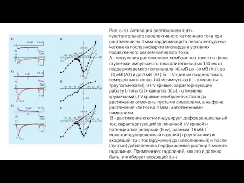 Рис. 6-30. Активация растяжением Gd3+-чувствительного неселективного катионного тока при растяжении на 4