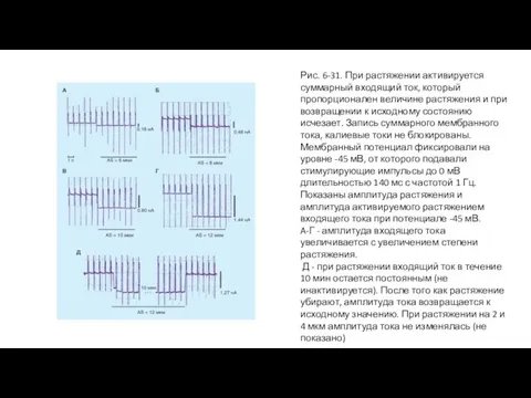 Рис. 6-31. При растяжении активируется суммарный входящий ток, который пропорционален величине растяжения