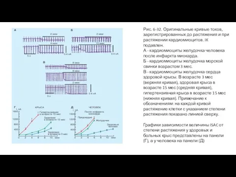 Рис. 6-32. Оригинальные кривые токов, зарегистрированных до растяжения и при растяжении кардиомиоцитов.