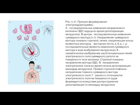 Рис. 6-37. Принцип формирования электрокардиограммы. А - последовательные изменения направления и величины