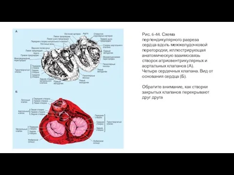 Рис. 6-44. Схема перпендикулярного разреза сердца вдоль межжелудочковой перегородки, иллюстрирующая анатомическую взаимосвязь