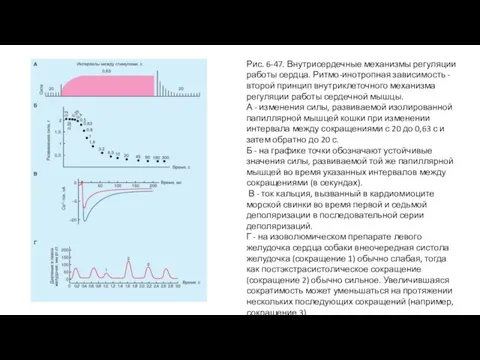 Рис. 6-47. Внутрисердечные механизмы регуляции работы сердца. Ритмо-инотропная зависимость - второй принцип