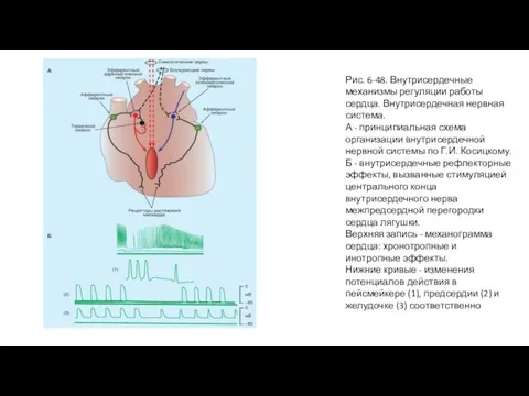 Рис. 6-48. Внутрисердечные механизмы регуляции работы сердца. Внутрисердечная нервная система. А -