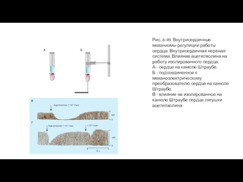 Рис. 6-49. Внутрисердечные механизмы регуляции работы сердца. Внутрисердечная нервная система. Влияние ацетилхолина