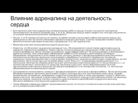 Влияние адреналина на деятельность сердца Для изучения действия адреналина на механическую работу