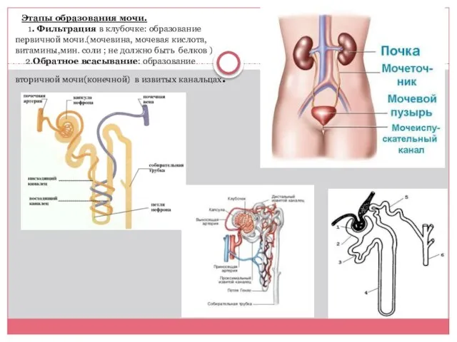 Этапы образования мочи. 1. Фильтрация в клубочке: образование первичной мочи.(мочевина, мочевая кислота,