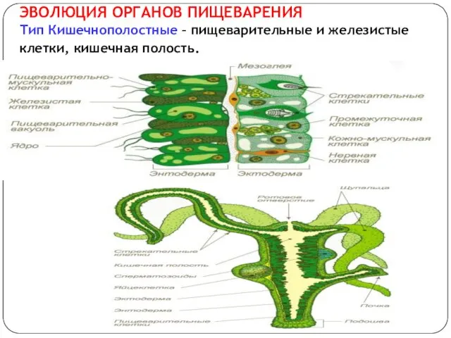 ЭВОЛЮЦИЯ ОРГАНОВ ПИЩЕВАРЕНИЯ Тип Кишечнополостные – пищеварительные и железистые клетки, кишечная полость.