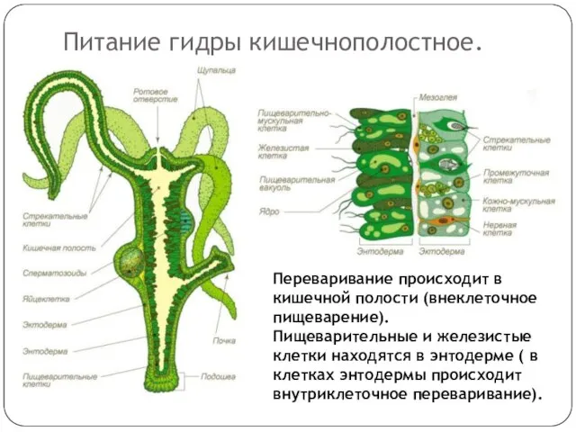 Питание гидры кишечнополостное. Переваривание происходит в кишечной полости (внеклеточное пищеварение). Пищеварительные и