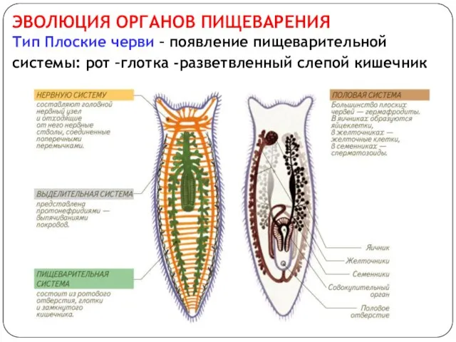 ЭВОЛЮЦИЯ ОРГАНОВ ПИЩЕВАРЕНИЯ Тип Плоские черви – появление пищеварительной системы: рот –глотка -разветвленный слепой кишечник