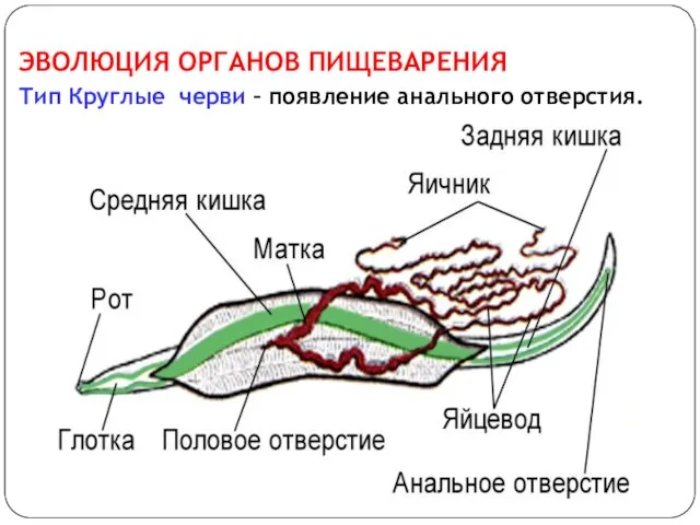 ЭВОЛЮЦИЯ ОРГАНОВ ПИЩЕВАРЕНИЯ Тип Круглые черви – появление анального отверстия.