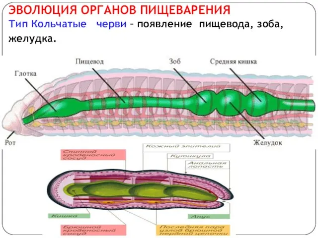 ЭВОЛЮЦИЯ ОРГАНОВ ПИЩЕВАРЕНИЯ Тип Кольчатые черви – появление пищевода, зоба, желудка.