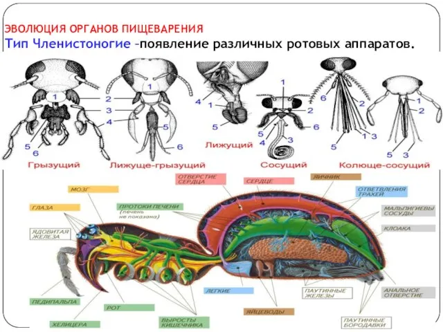 ЭВОЛЮЦИЯ ОРГАНОВ ПИЩЕВАРЕНИЯ Тип Членистоногие –появление различных ротовых аппаратов.