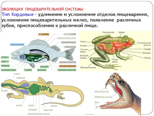 ЭВОЛЮЦИЯ ПИЩЕВАРИТЕЛЬНОЙ СИСТЕМЫ Тип Хордовые – удлинение и усложнение отделов пищеварения, усложнение