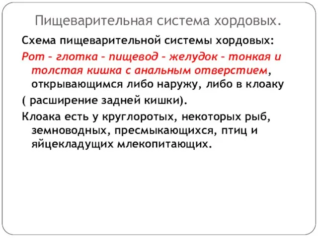 Пищеварительная система хордовых. Схема пищеварительной системы хордовых: Рот – глотка – пищевод