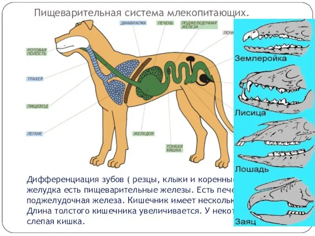 Пищеварительная система млекопитающих. Дифференциация зубов ( резцы, клыки и коренные). В стенках