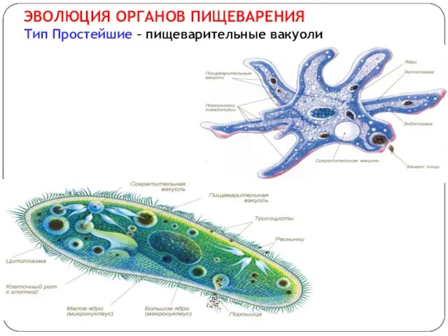 ЭВОЛЮЦИЯ ОРГАНОВ ПИЩЕВАРЕНИЯ Тип Простейшие – пищеварительные вакуоли