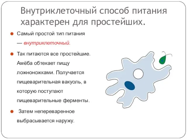 Внутриклеточный способ питания характерен для простейших. Самый простой тип питания — внутриклеточный.