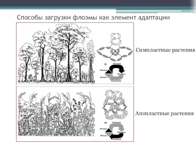 Способы загрузки флоэмы как элемент адаптации Симпластные растения Апопластные растения