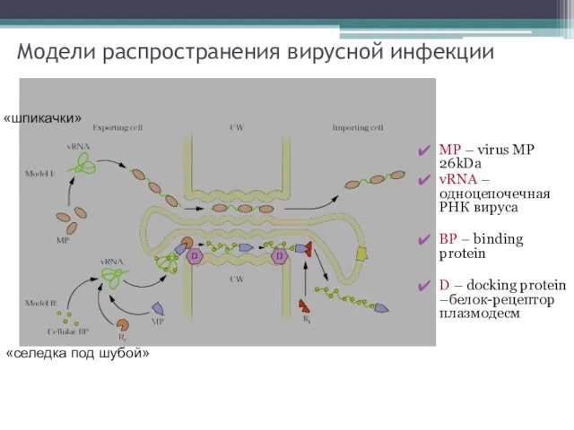 Модели распространения вирусной инфекции «шпикачки» «селедка под шубой» MP – virus MP